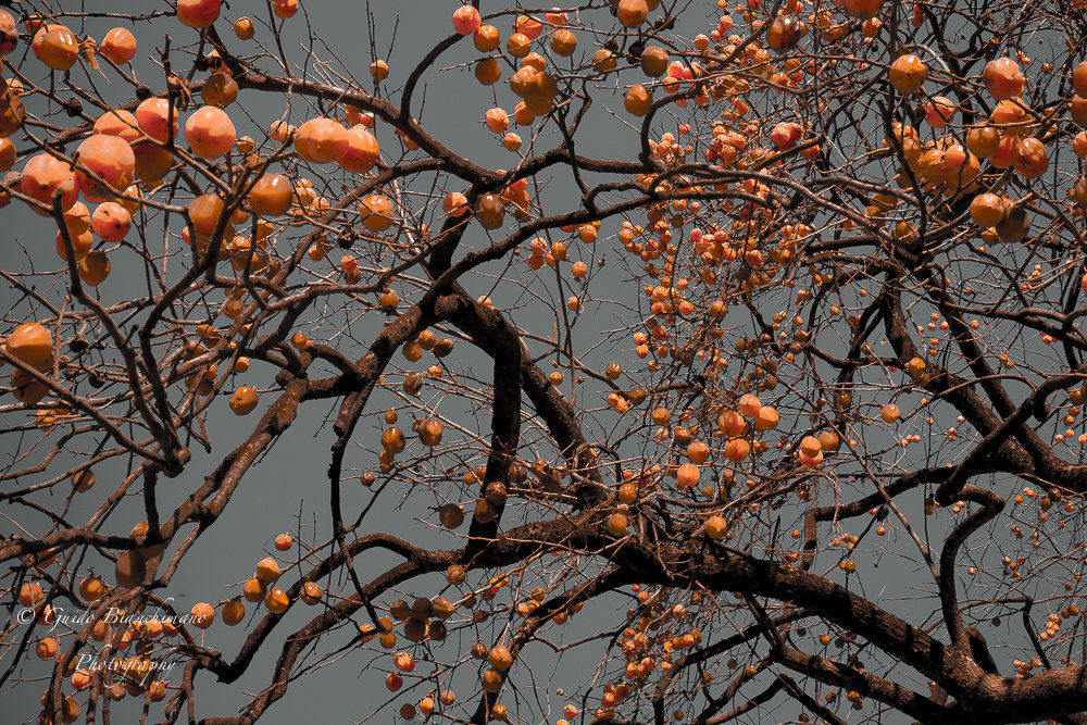 La Natura addobba il Natale