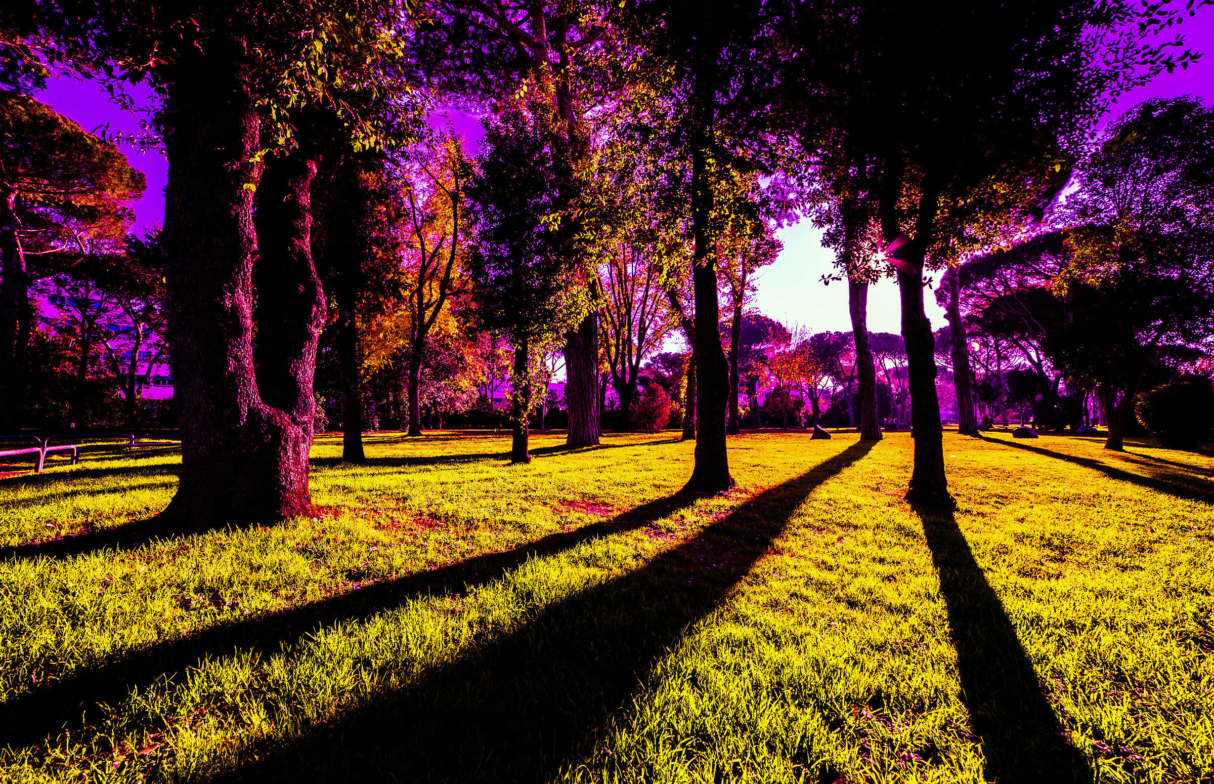 Il bosco ingannevole