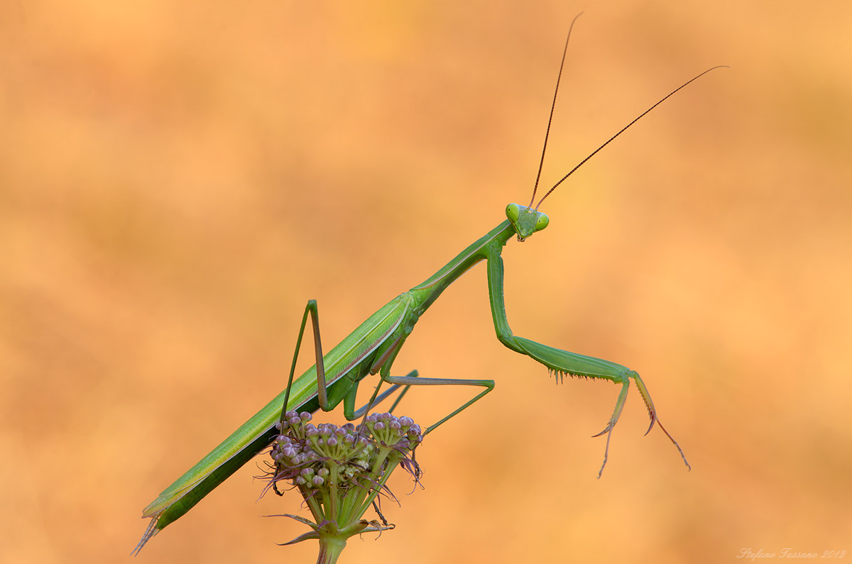 Mantis religiosa
