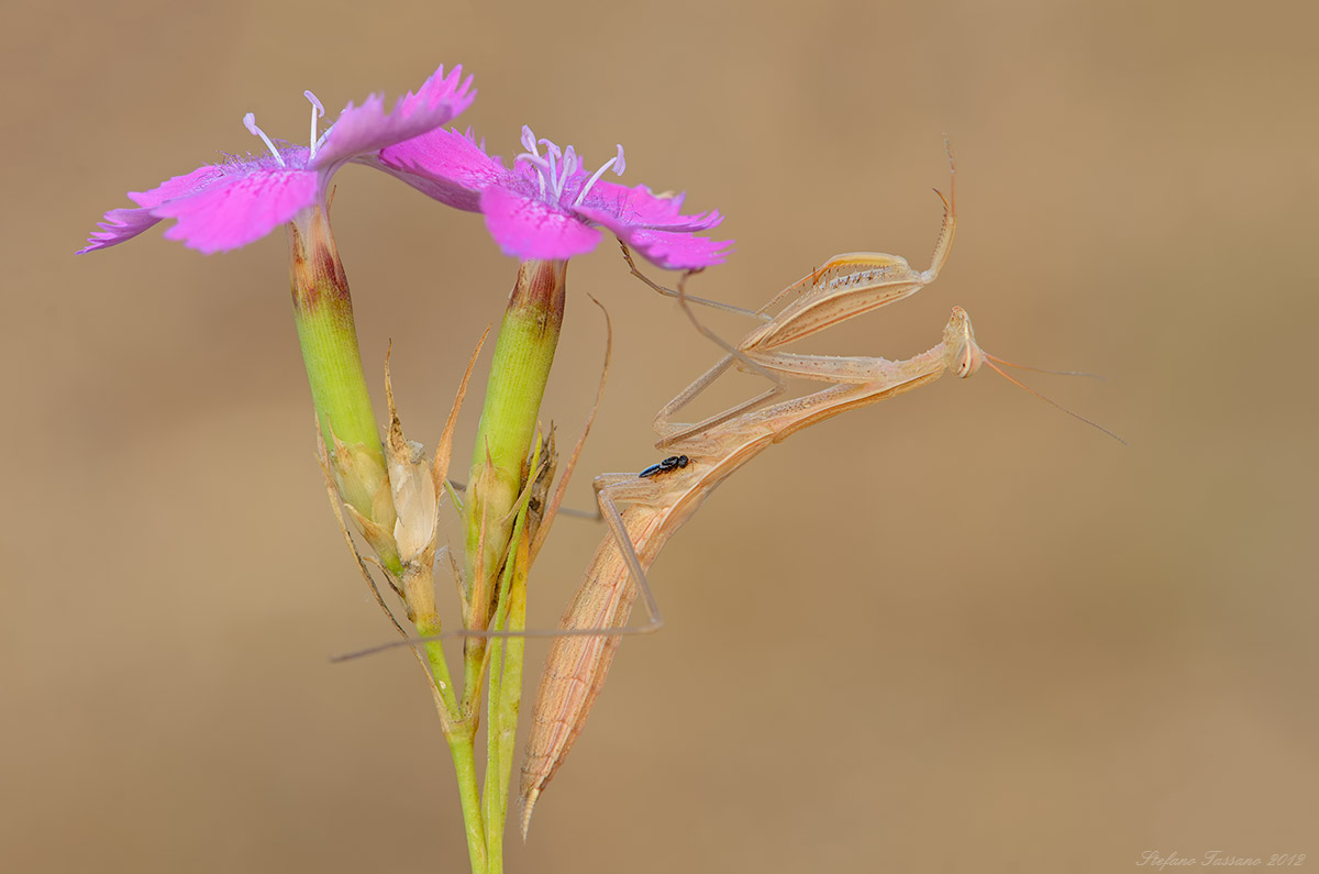 ah ah ah....smettila!!! mi fai il solletico.....