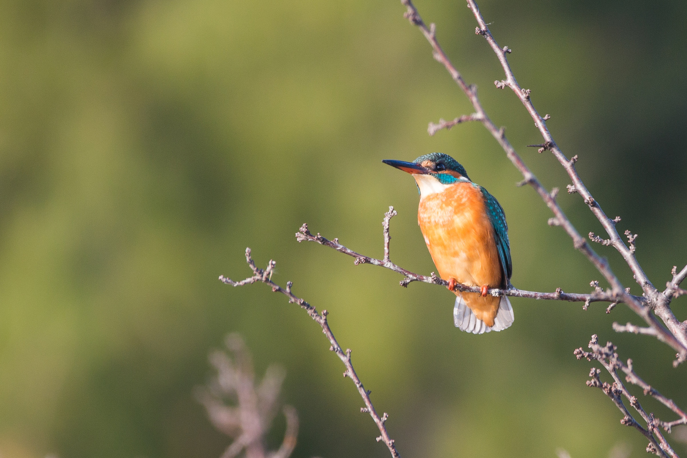 Zatok (slo) Kingfisher