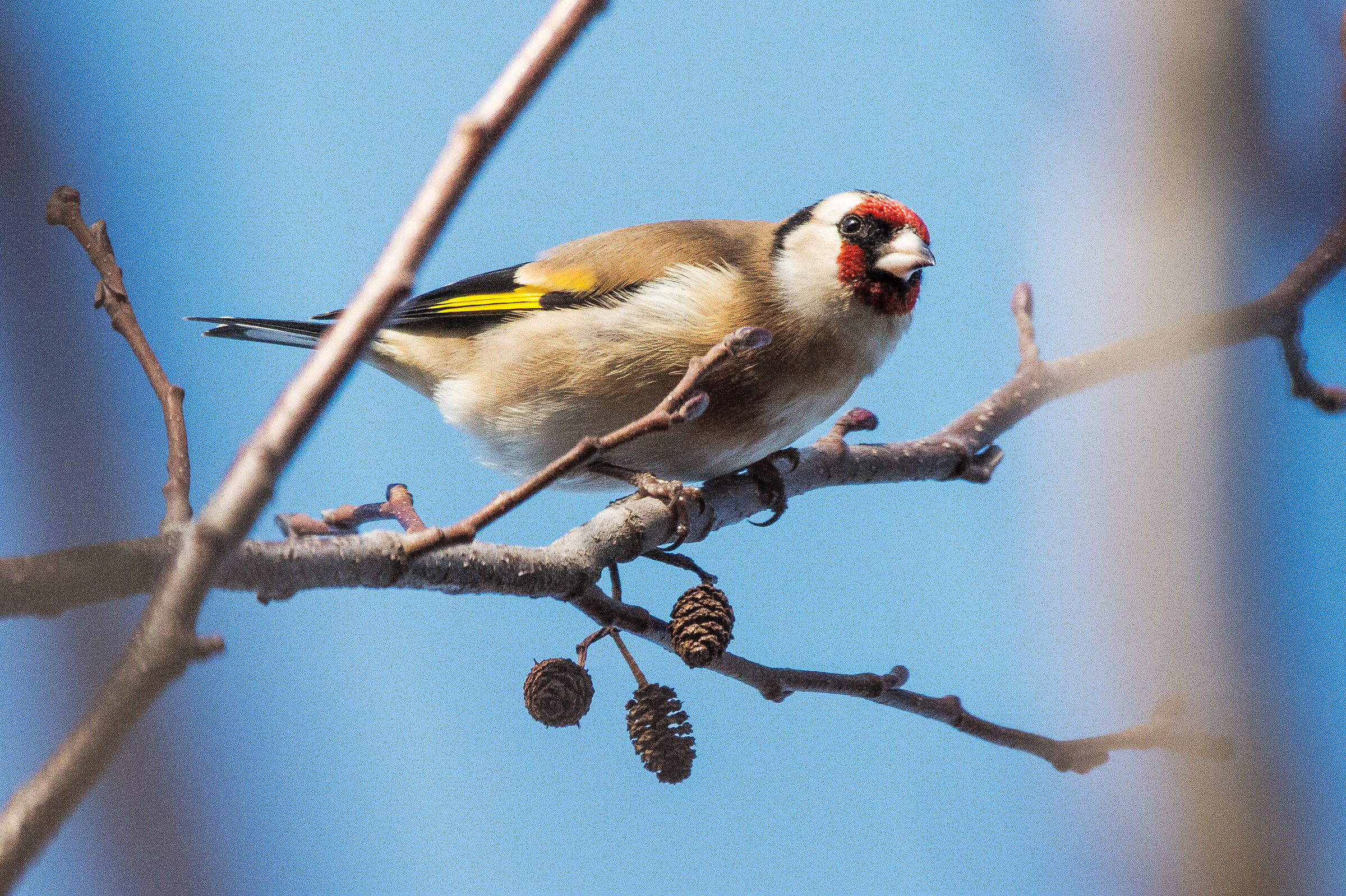 Zatok (slo) Goldfinch