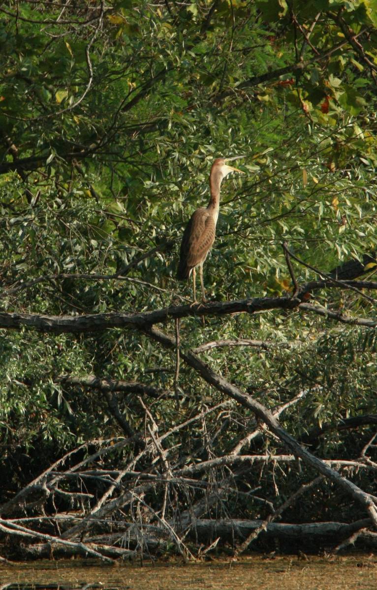 Purple Heron