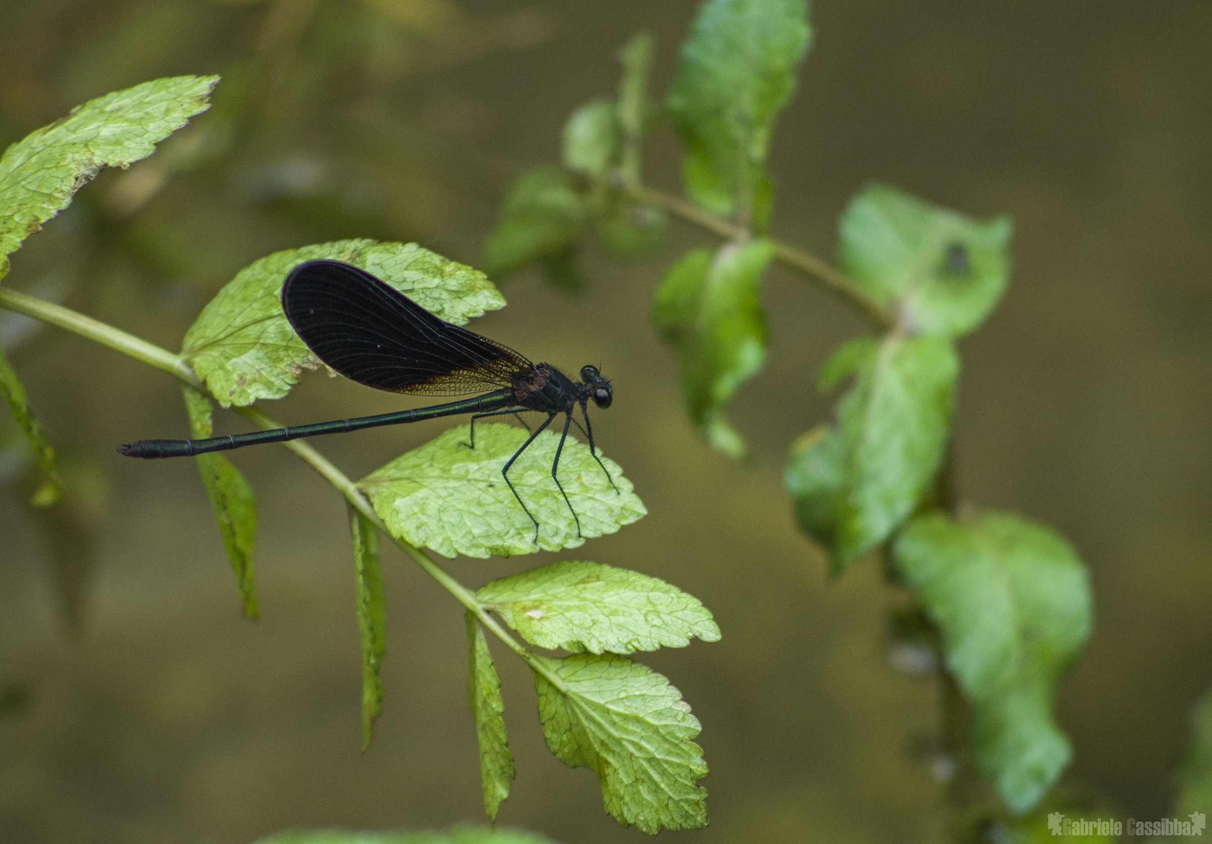 ready to take flight