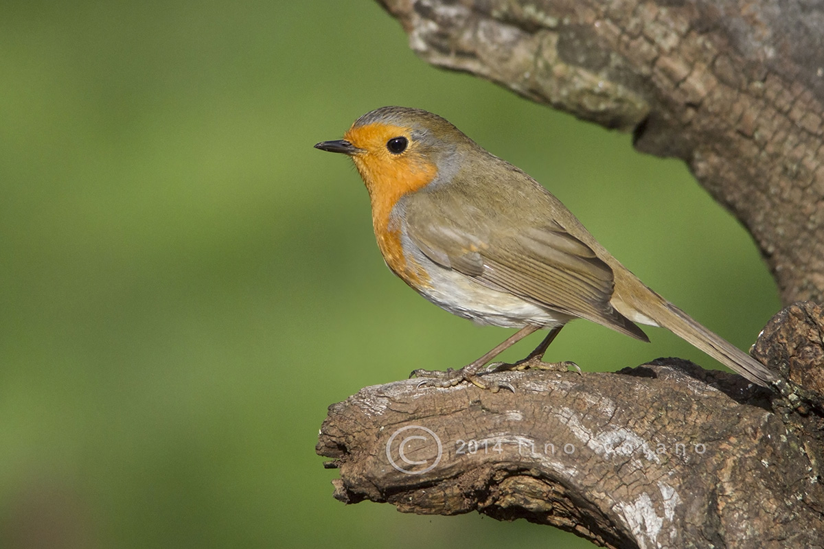 Robin (Erithacus Rubecula)
