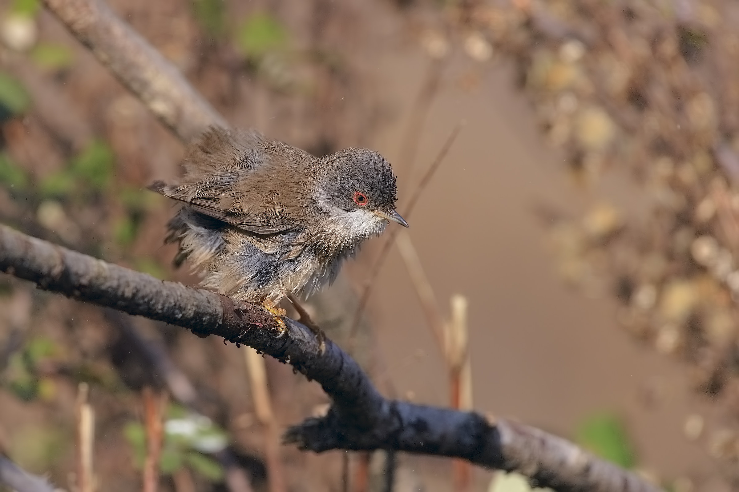 occhiocotta arruffata