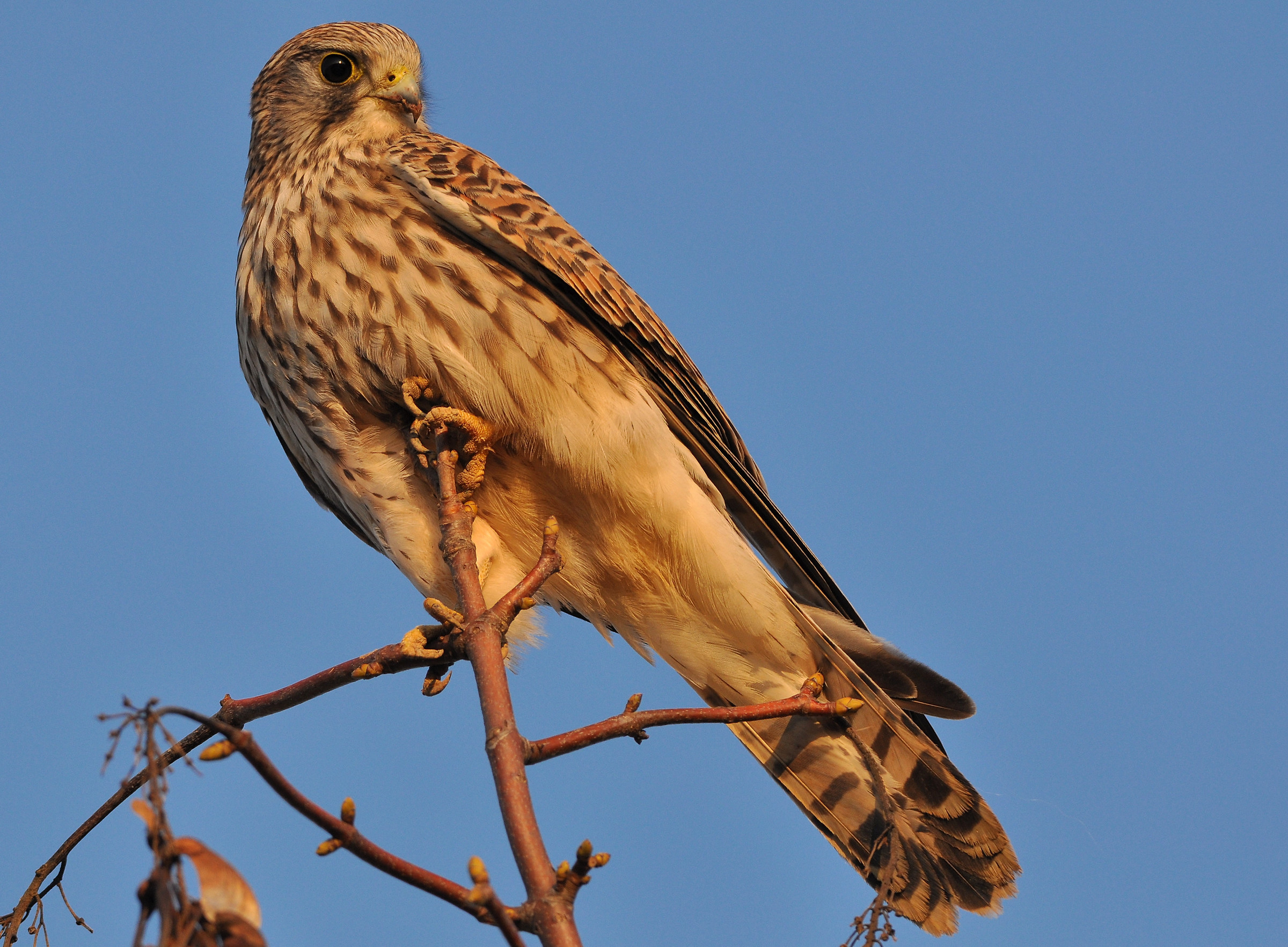 Gheppio alle ultime luci.