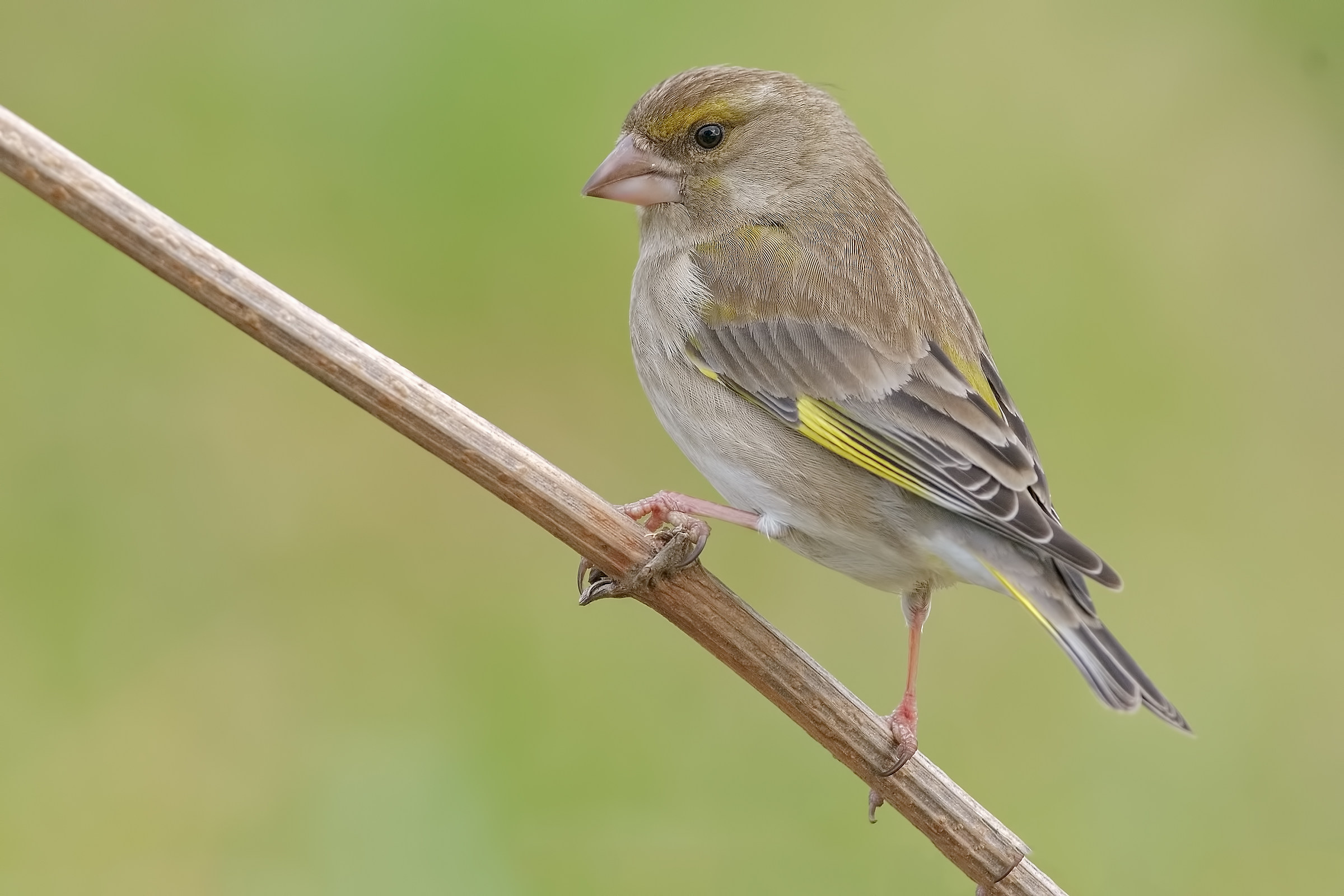 Verdone (Chloris chloris)