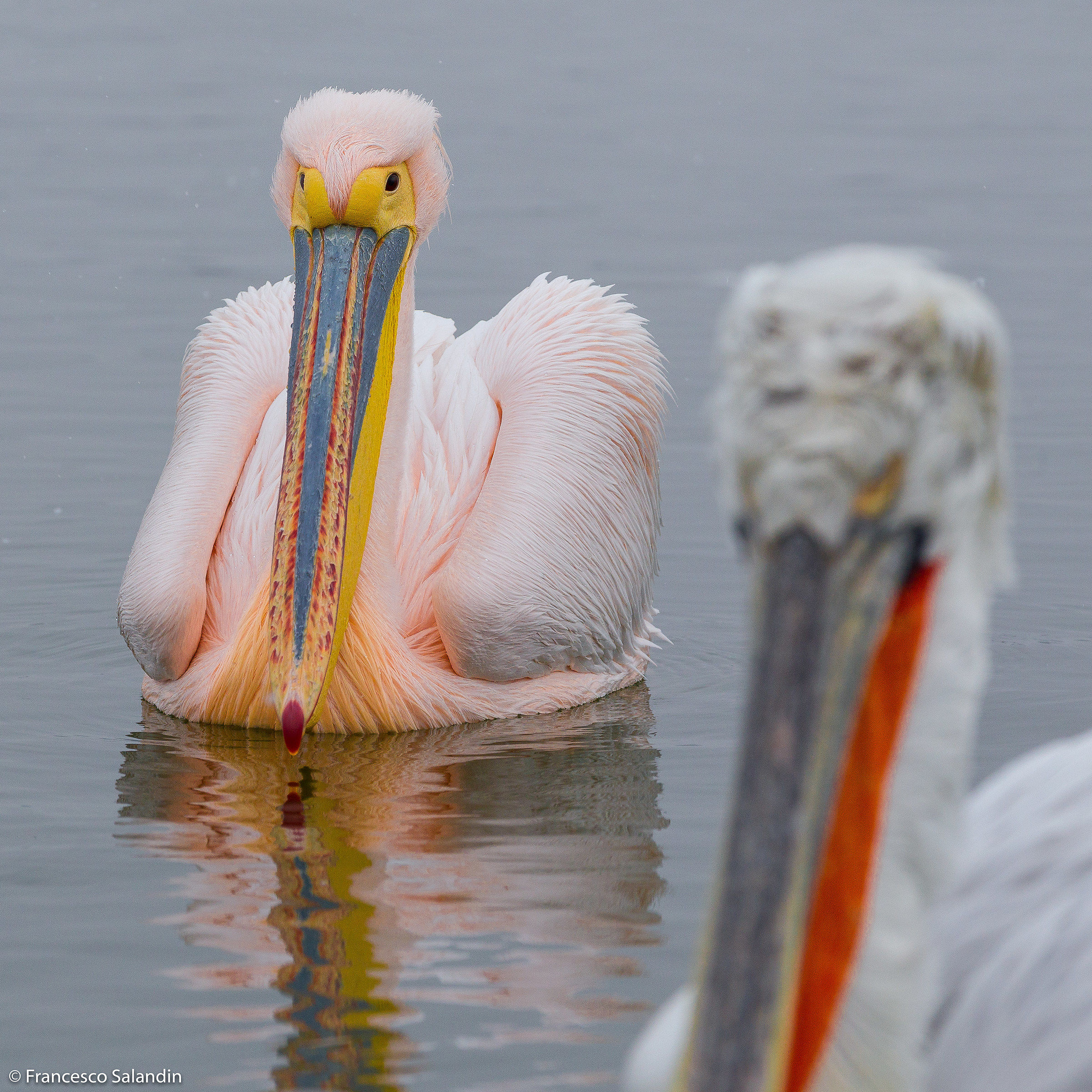 pink Pelican