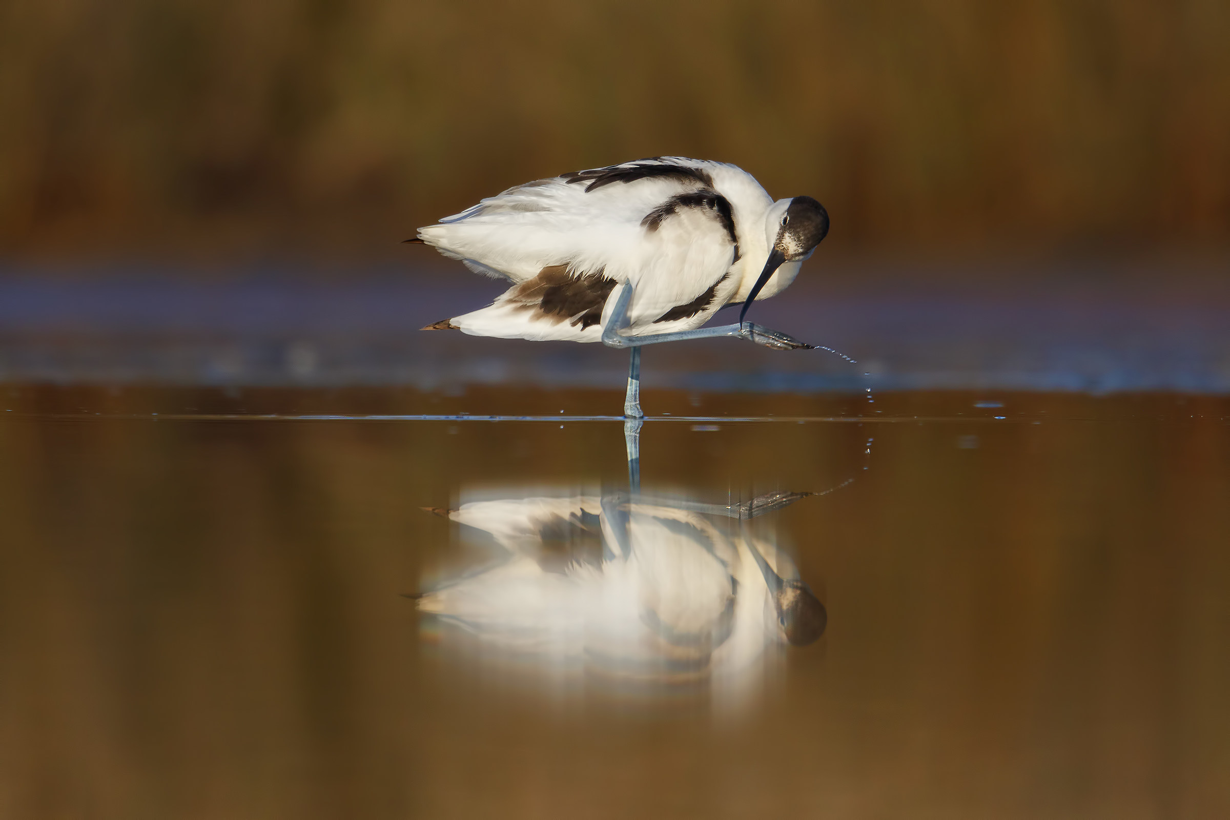 avocet