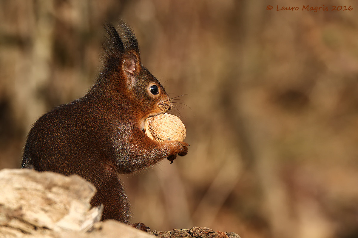 Il mio piccolo, ma grande, tesoretto