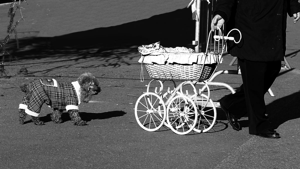 I swear this time phone to WWF. Bau sigh..sigh ..