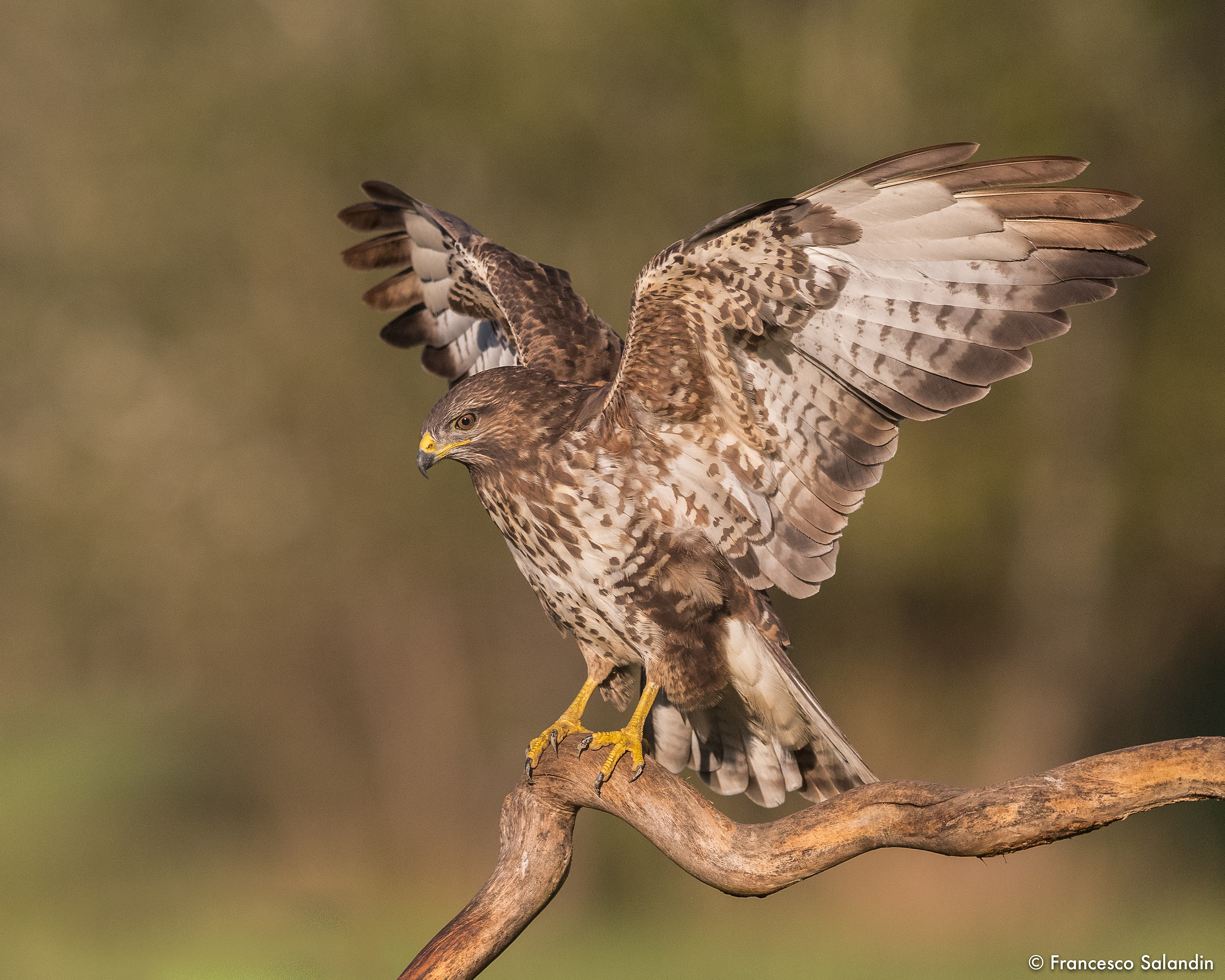 Buzzard