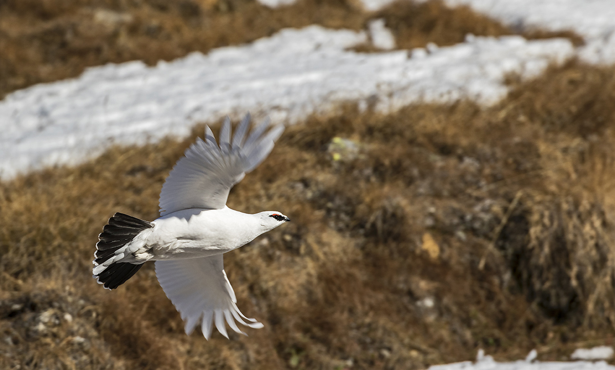 ptarmigan in flight