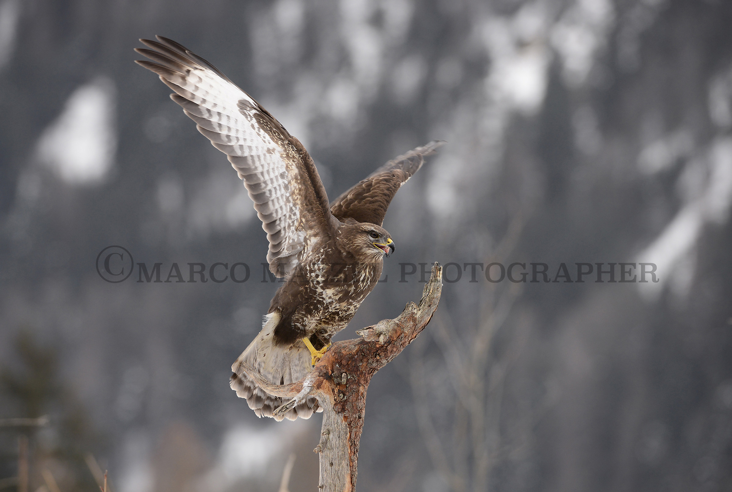 The landing of the buzzard