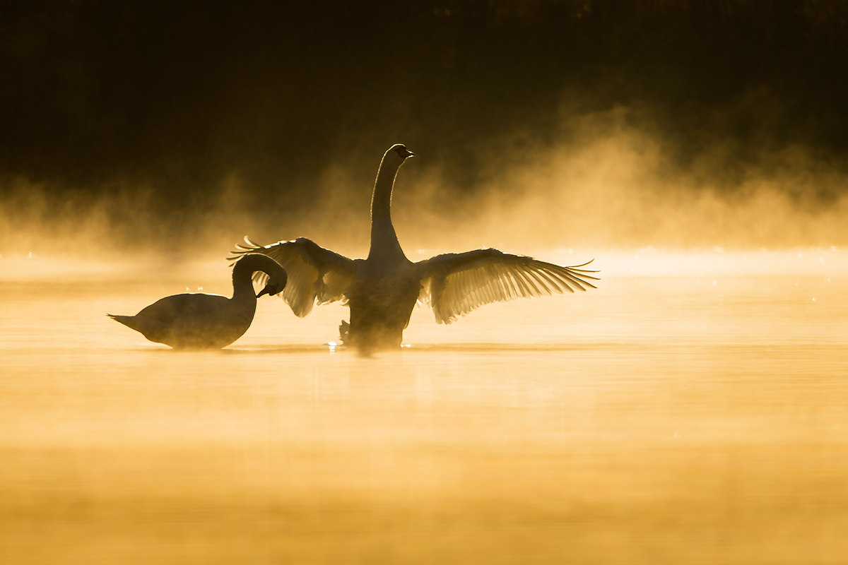 L'eleganza del gesto