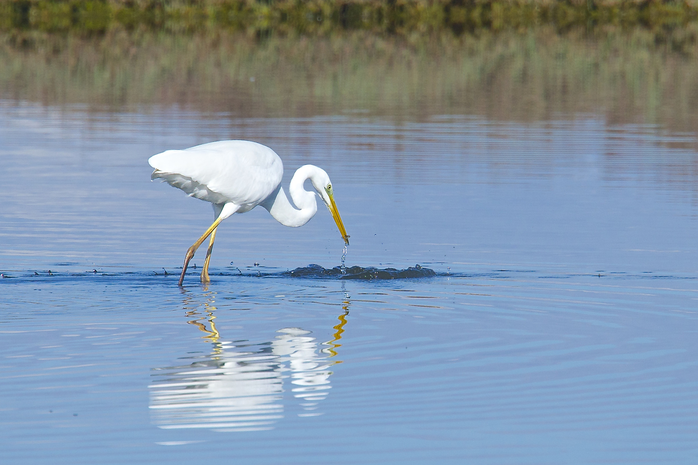 Bianco maggiore in pesca