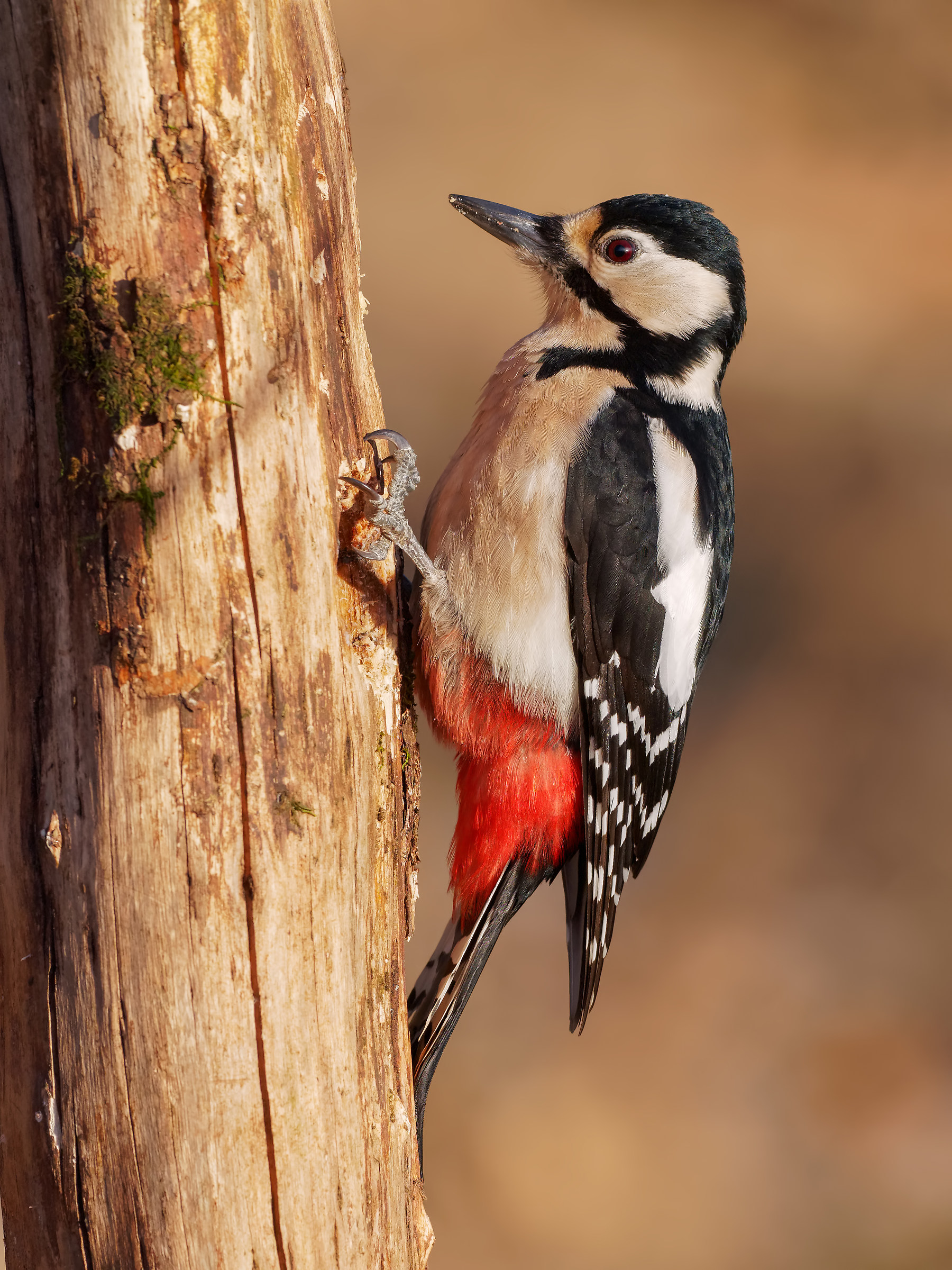 Spotted Woodpecker - full resolution