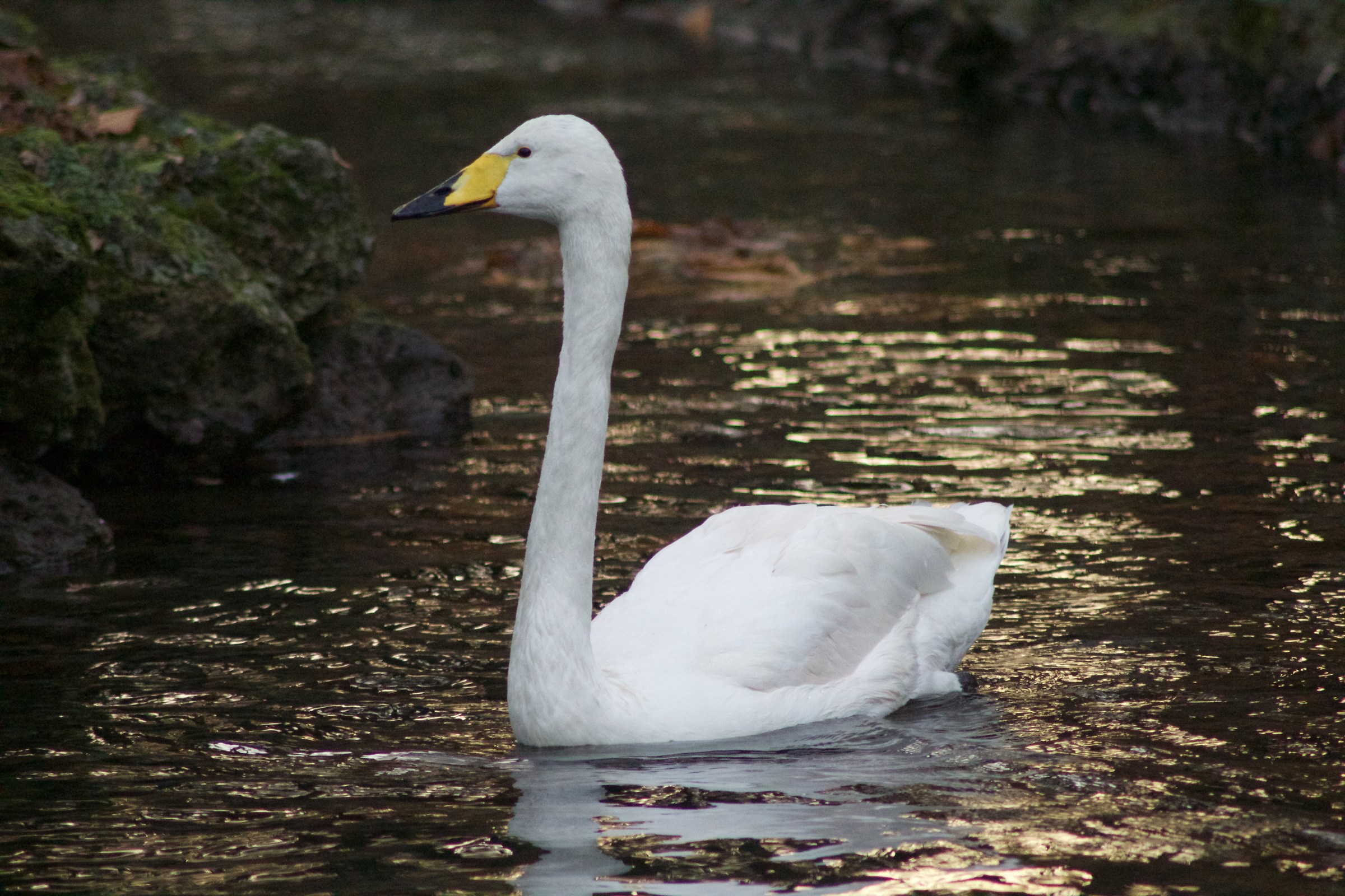 Il brutto anatroccolo
