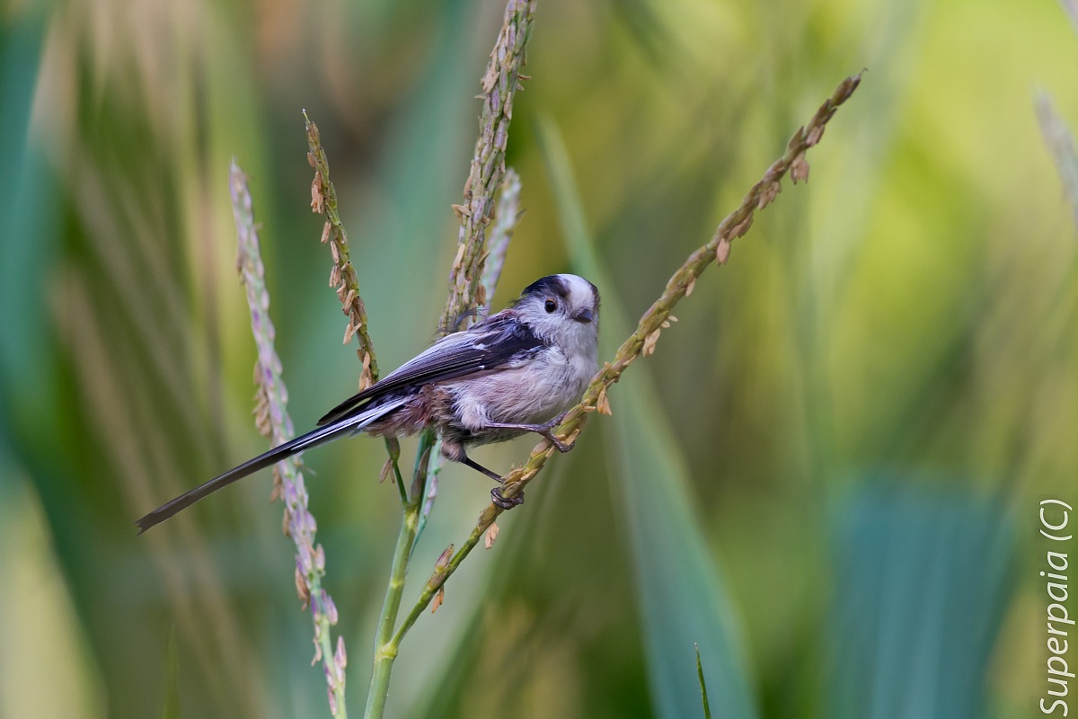 Long-tailed Tit