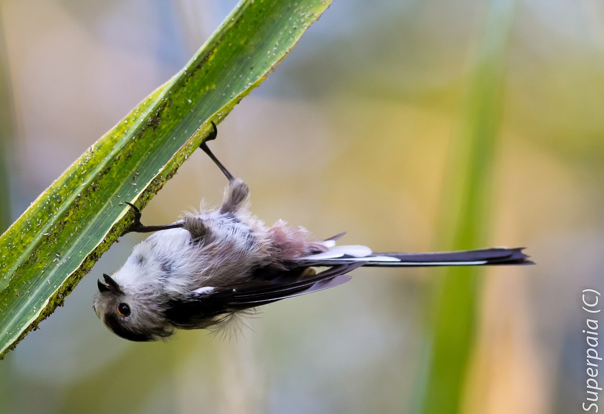 Long-tailed Tit