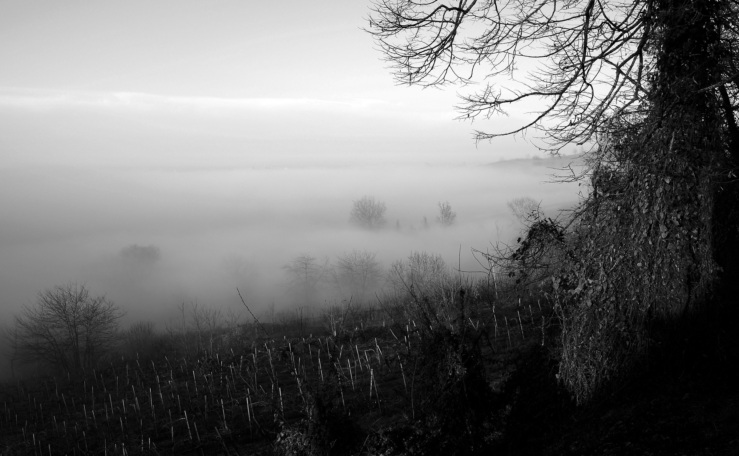 Fog over the vines