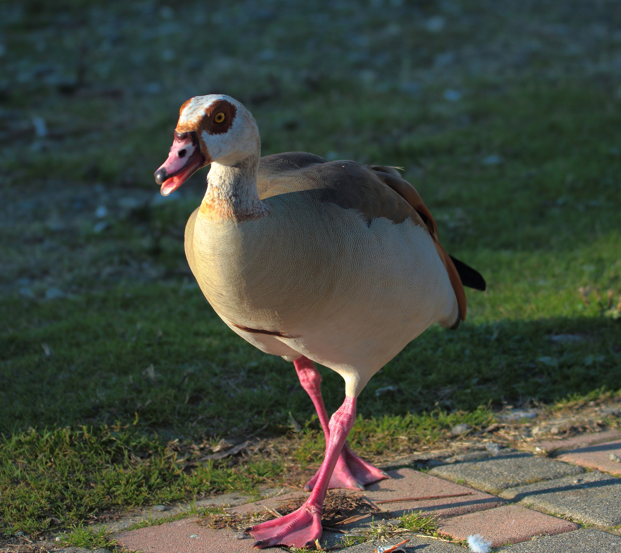 Egyptian goose-Alopochen aegyptiaca