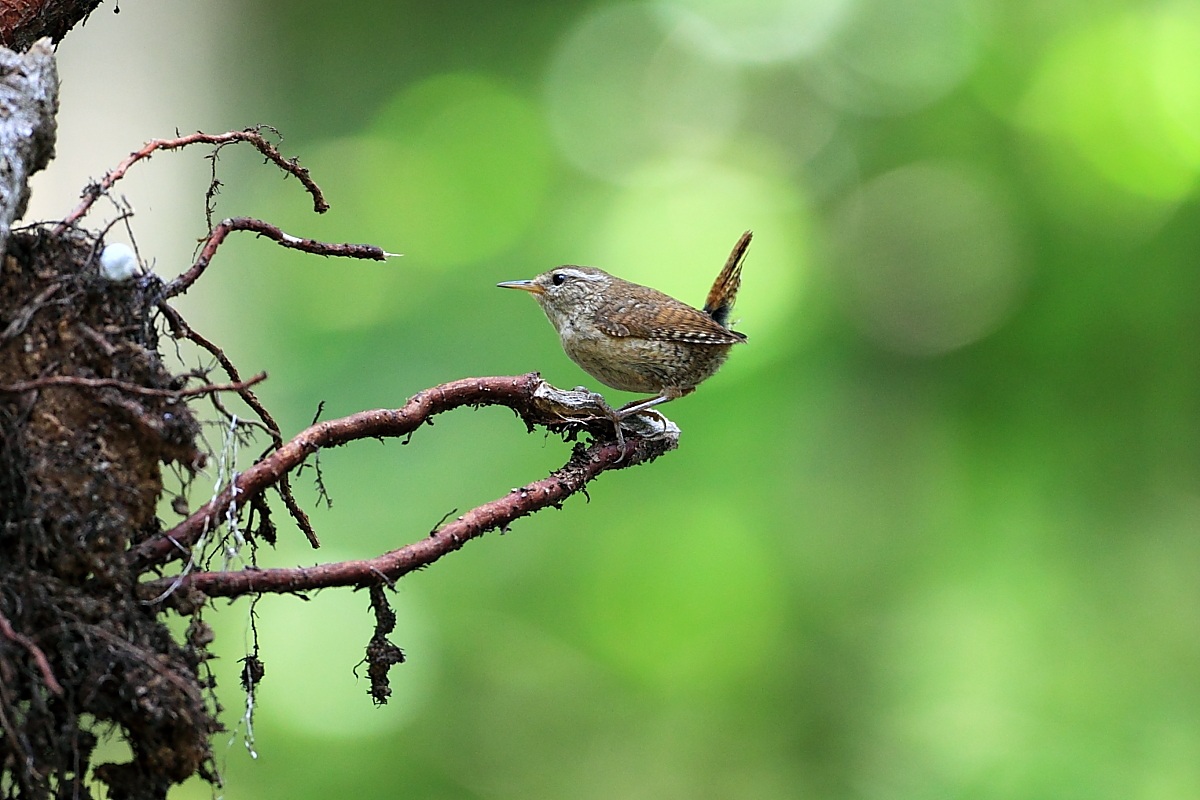 wren