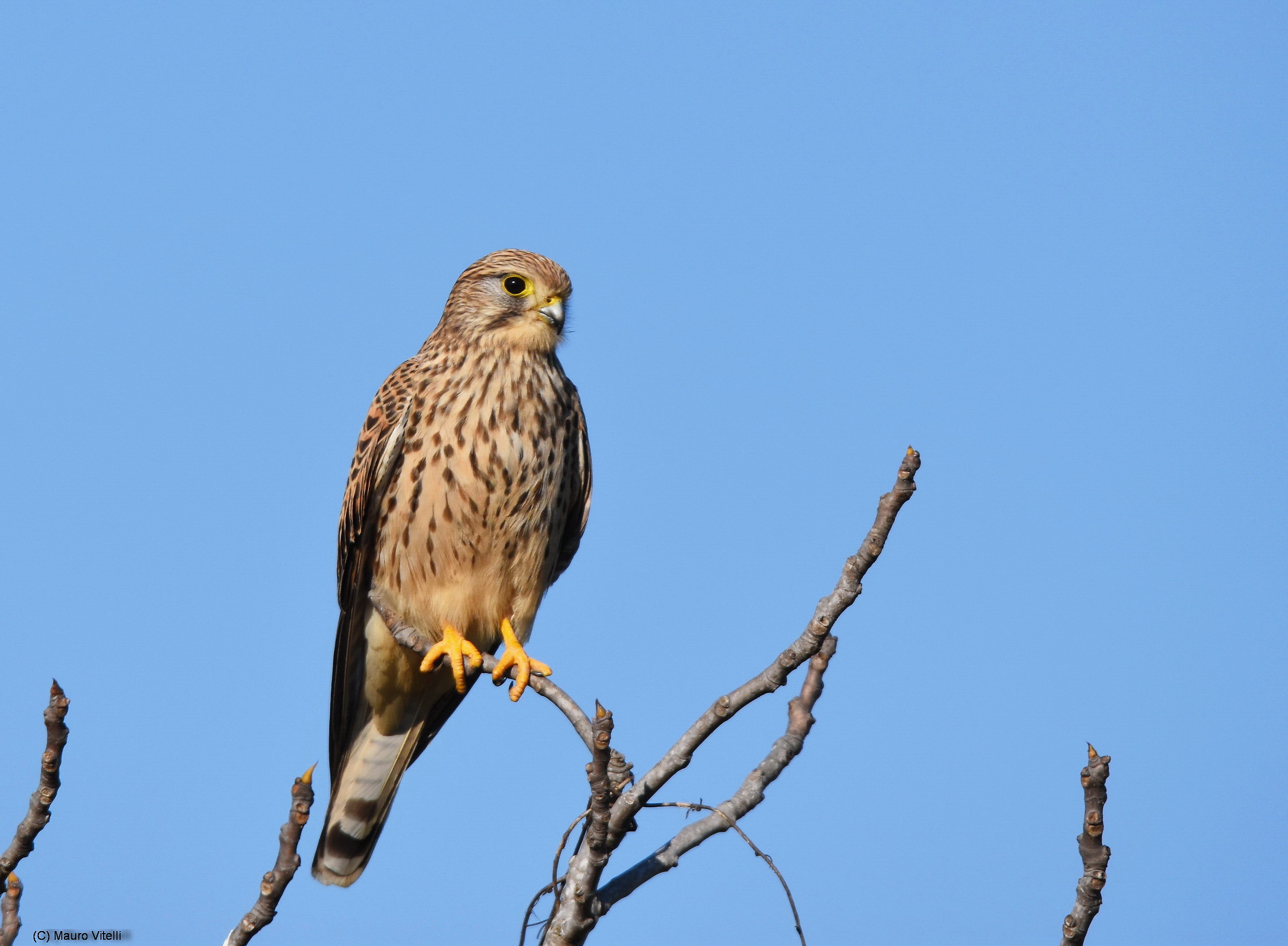 Kestrel on the fig tree