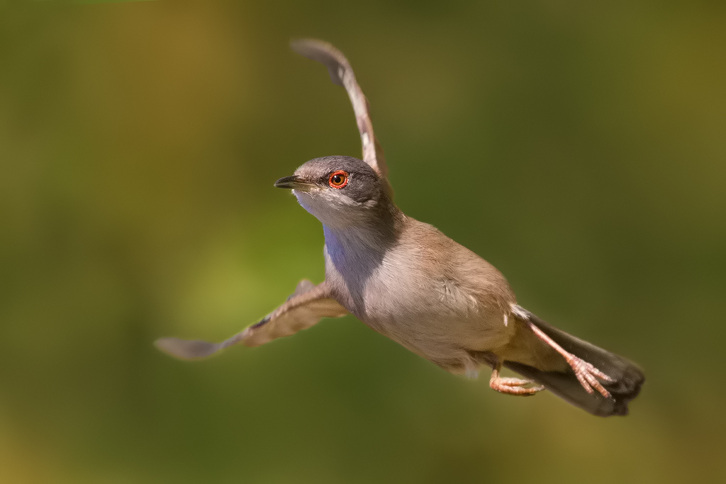 Occhiocotto ballerino
