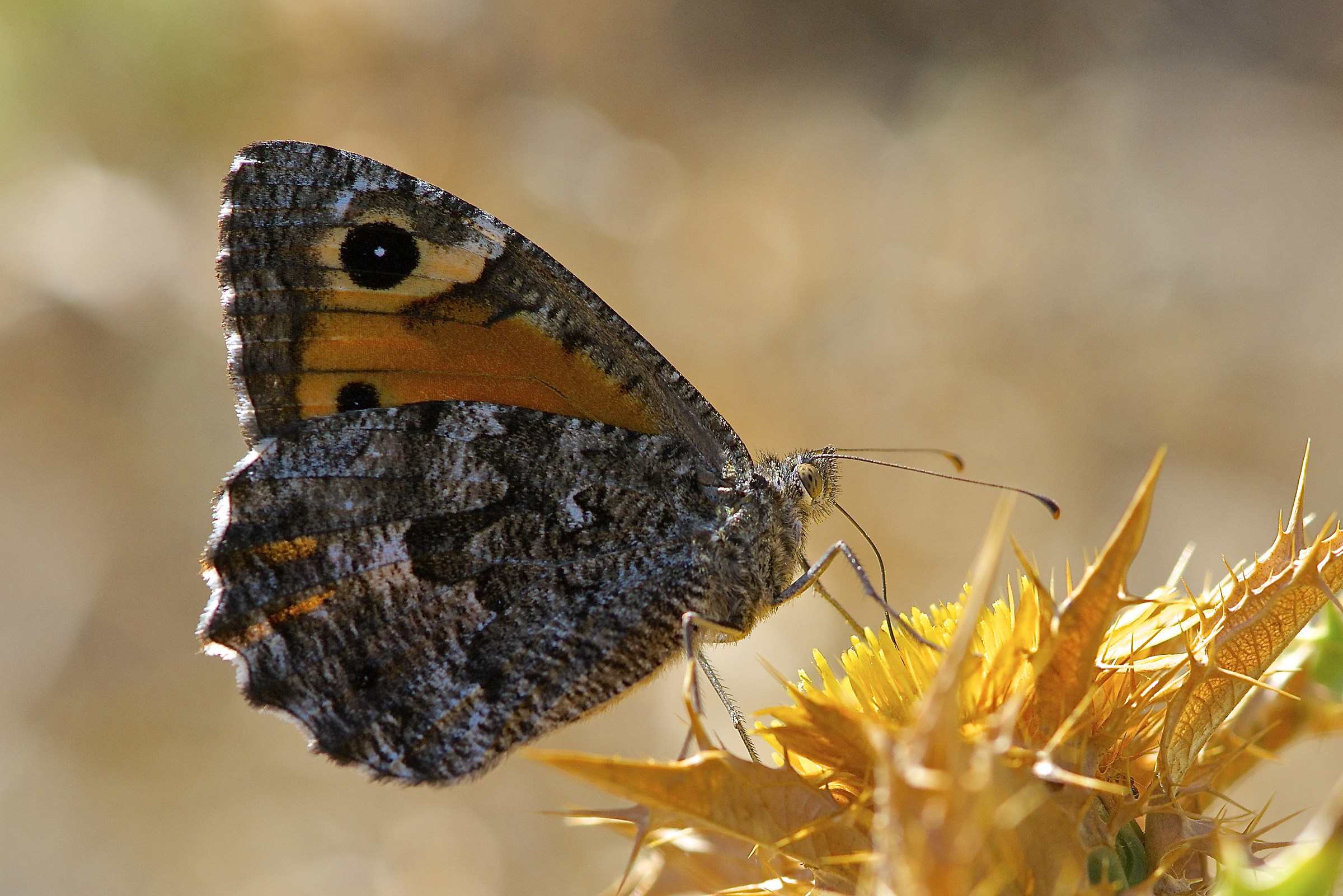 Hipparchia aristaeus