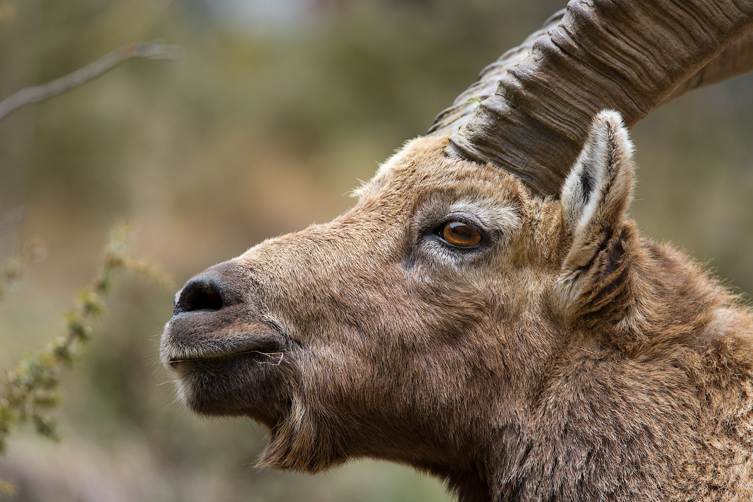 Ritratto di stambecco