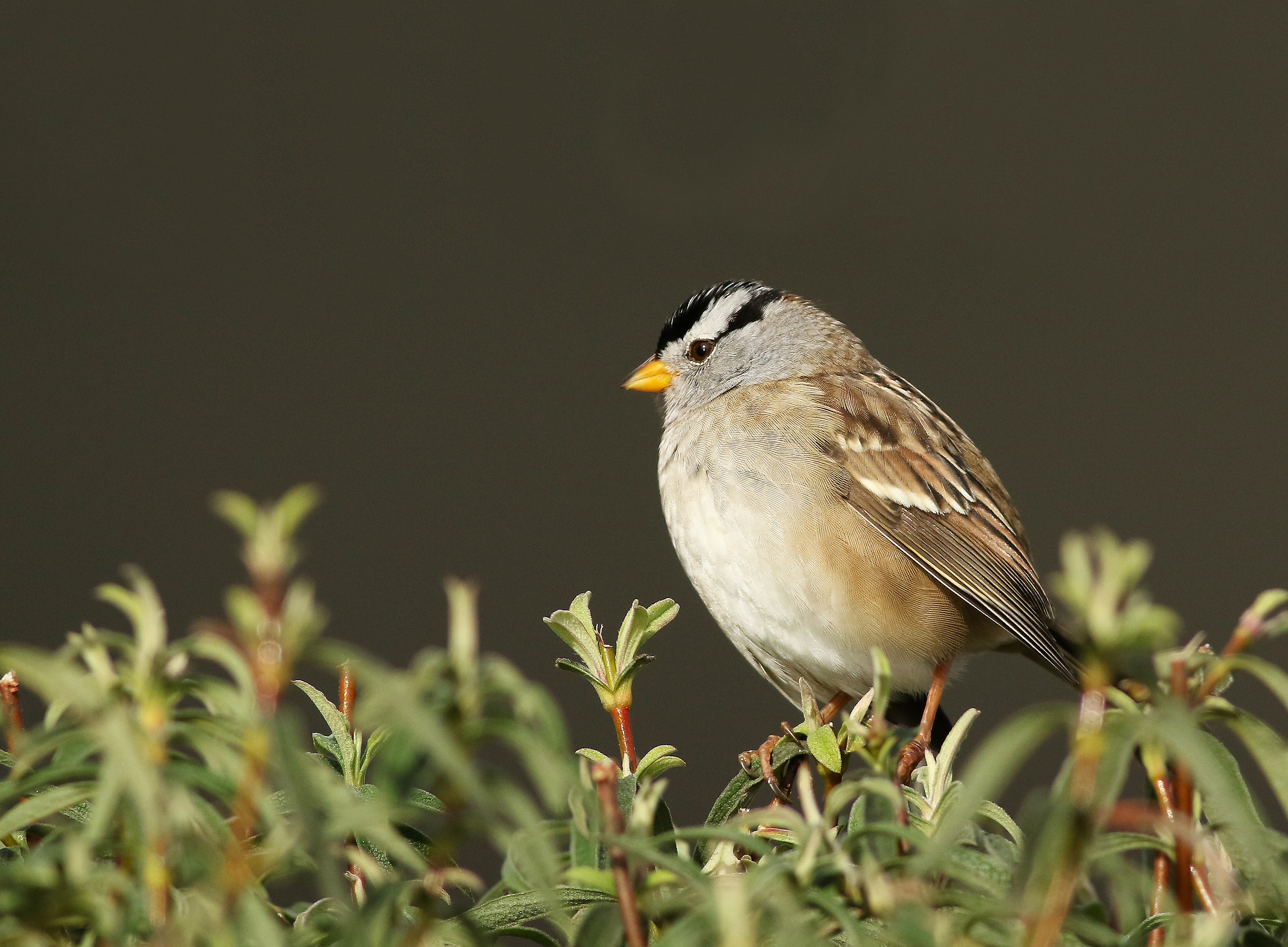 Un stato d'animo contemplativo