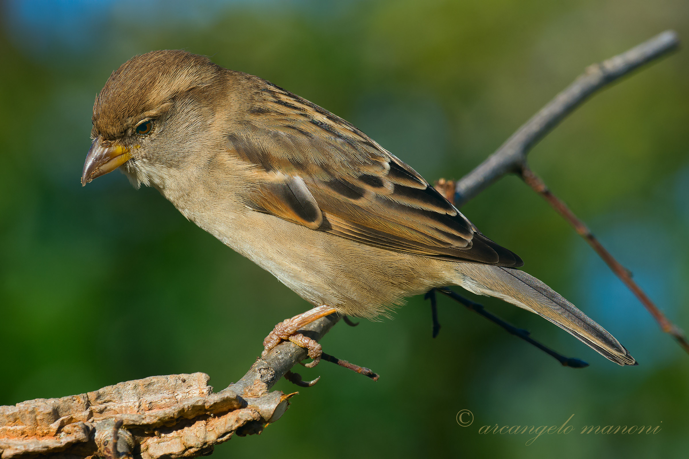 Il piumaggio del passero