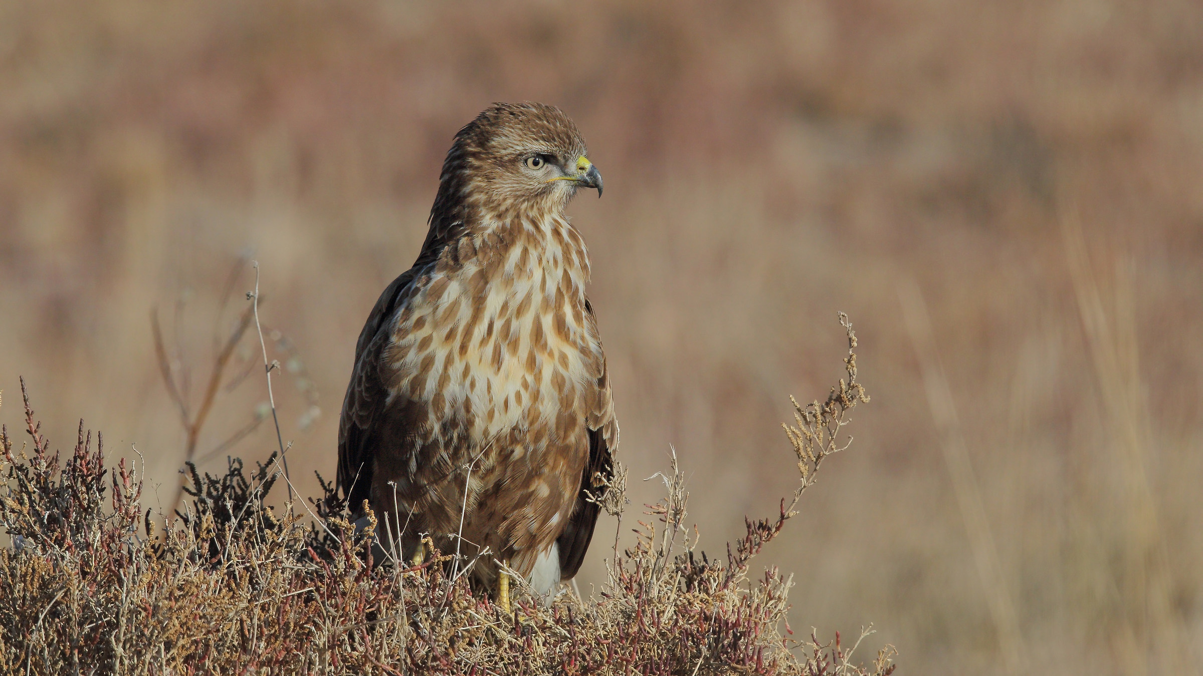 Buteo buteo