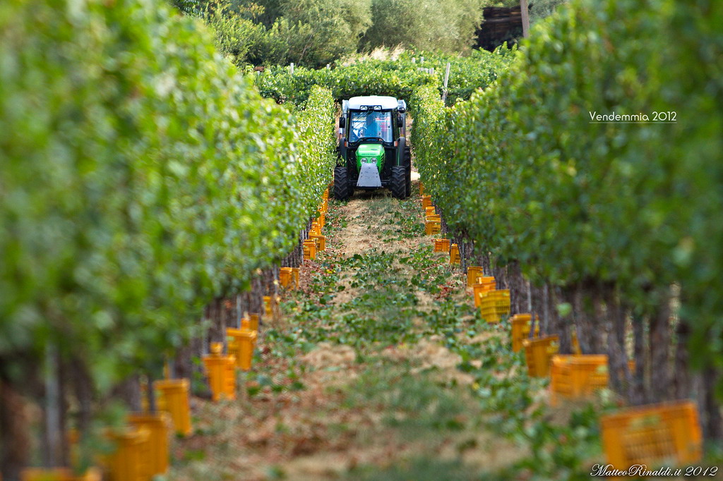 Harvest 2012 in Franciacorta