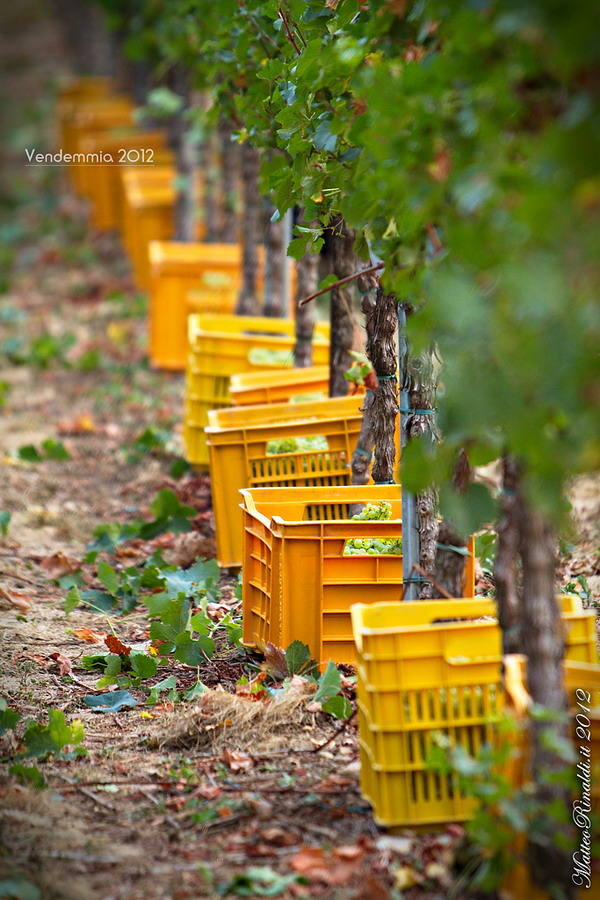 Harvest 2012 in Franciacorta