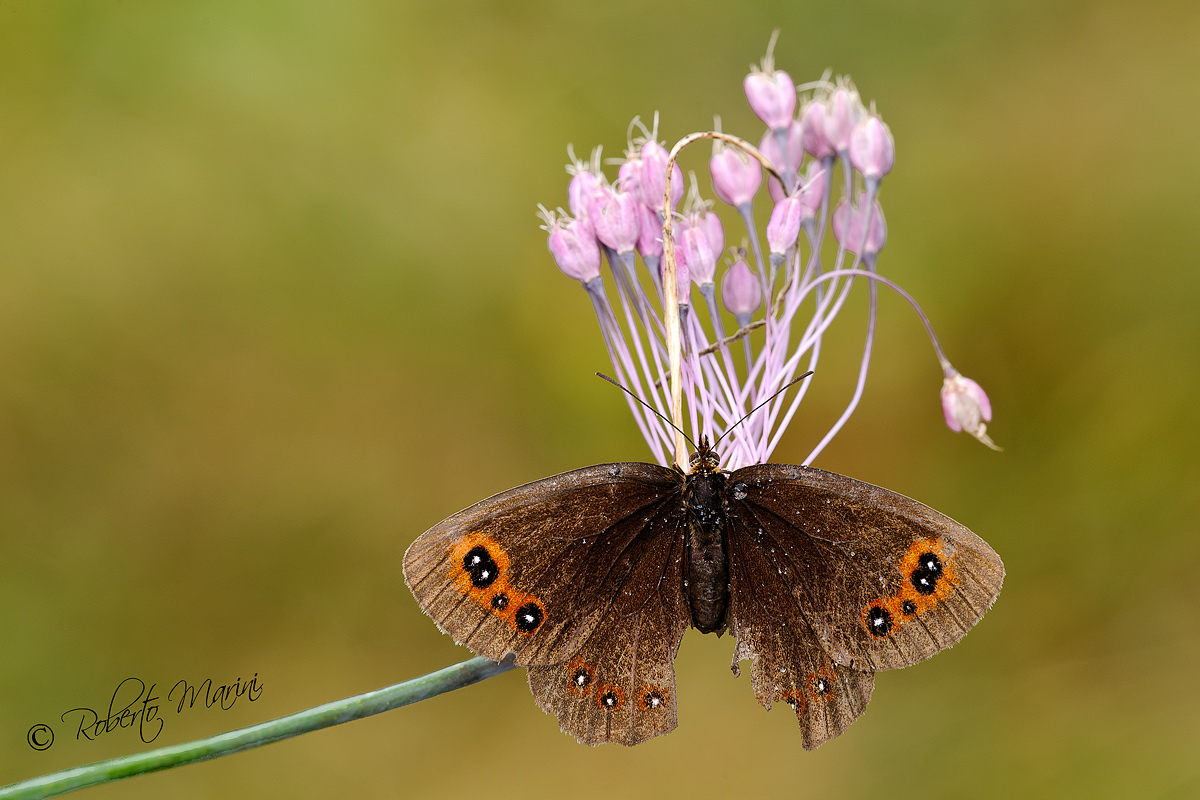 La Fontana di colore