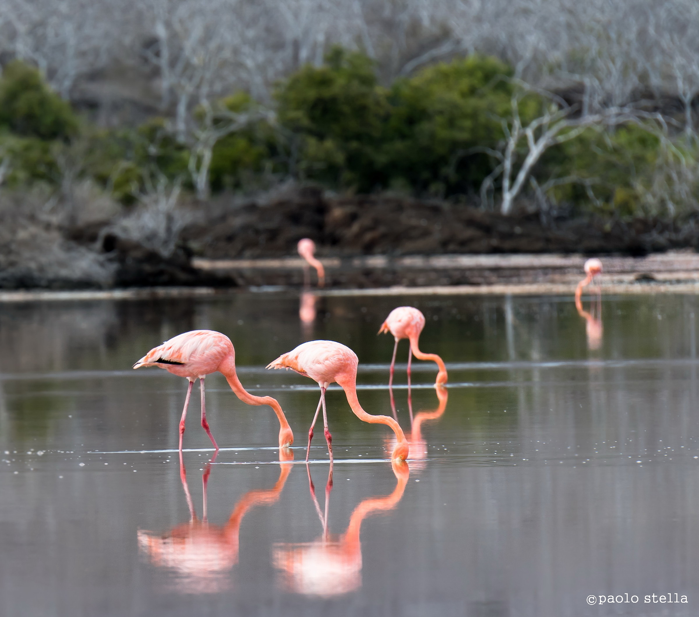 riflessi-fenicotteri rosa