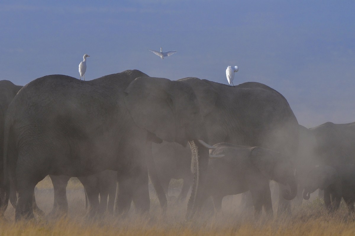 Elephants in the storm