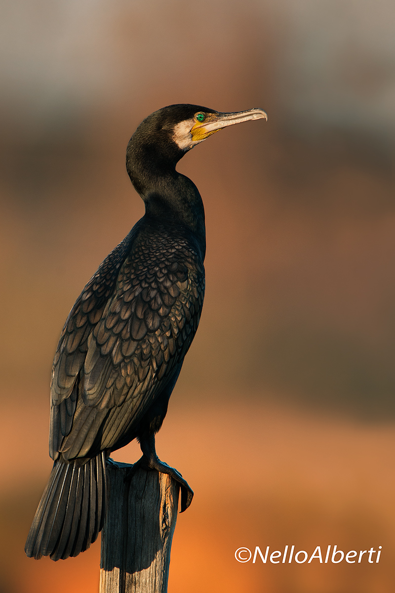 Cormorant at sunset