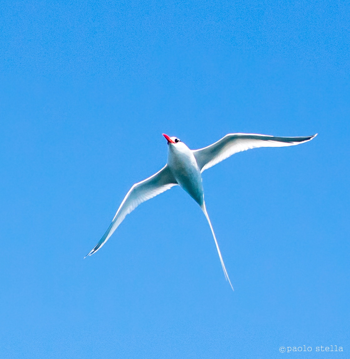 Red-billed tropicbird (Phaethon aethereus)
