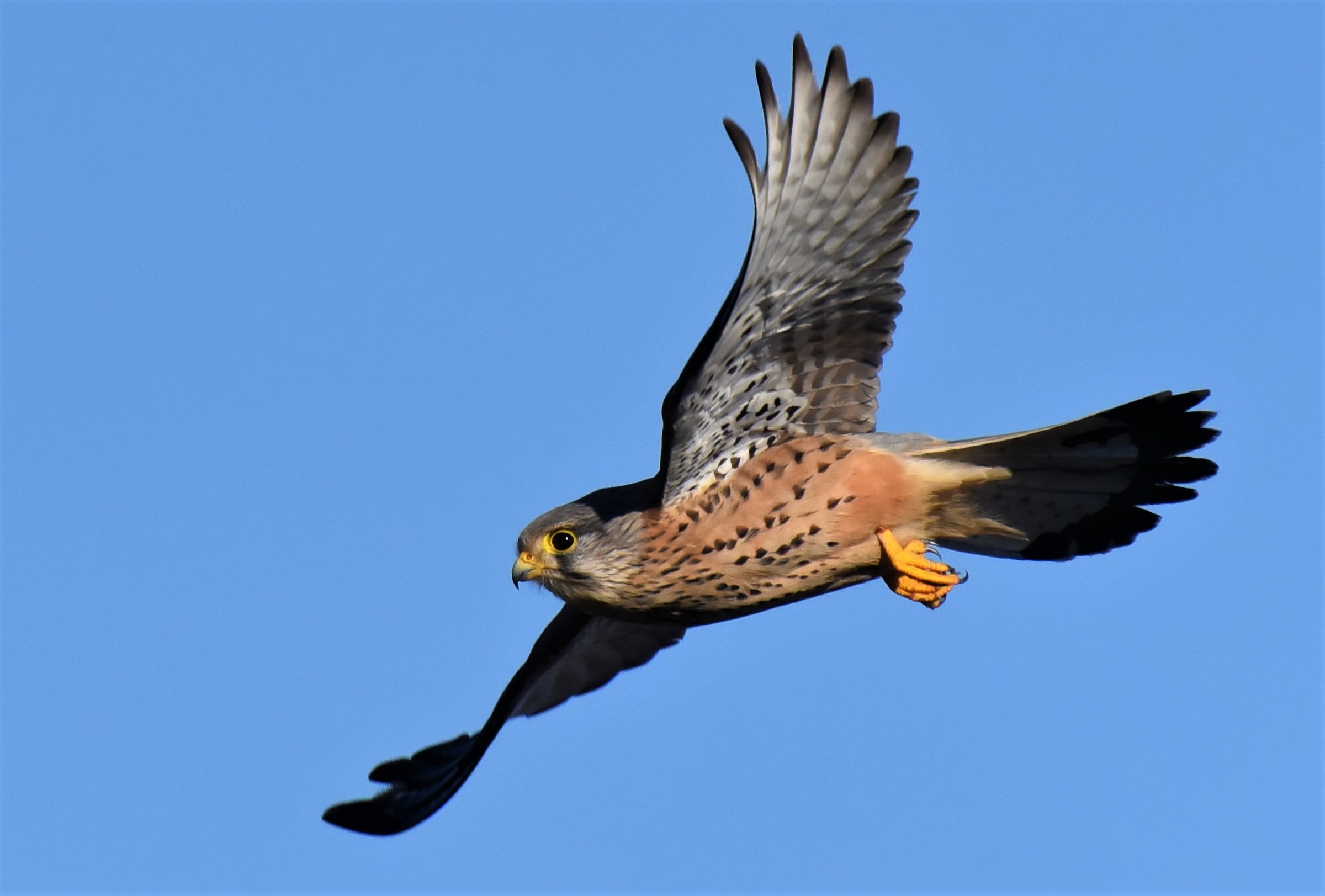 kestrel in flight
