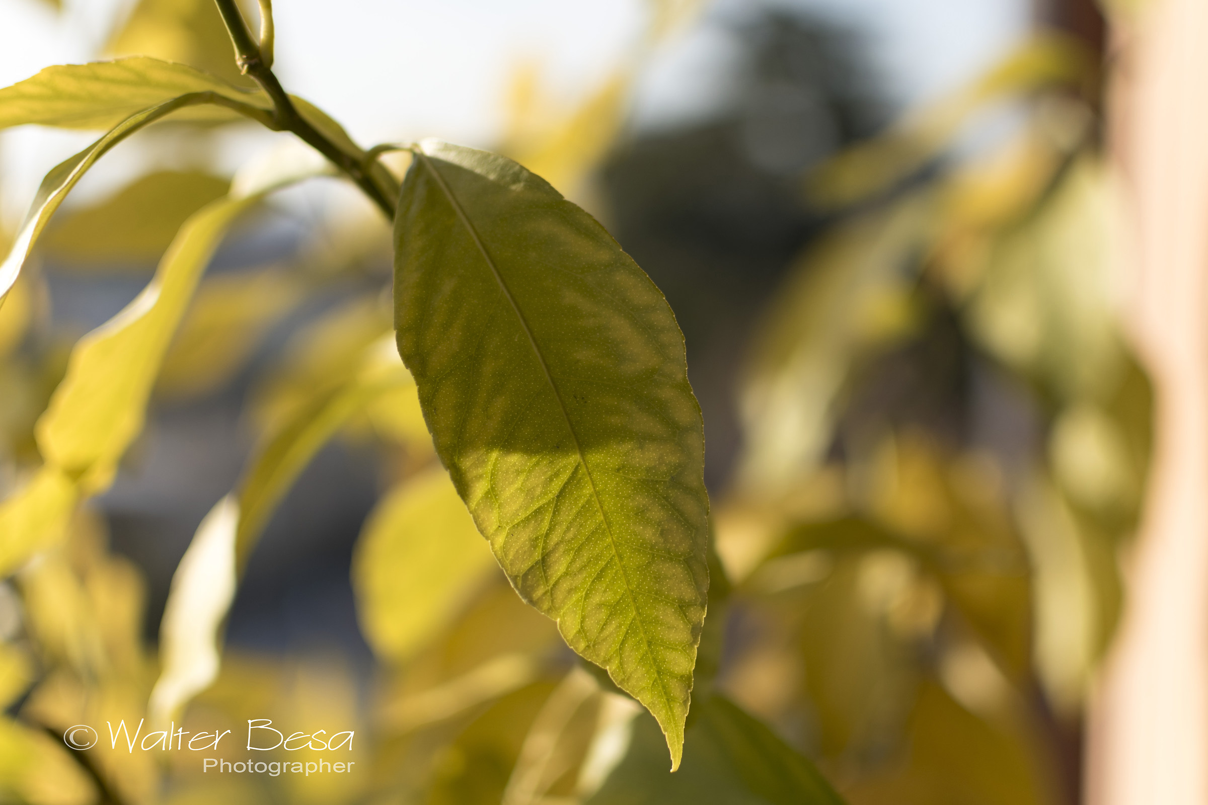 lemon leaf