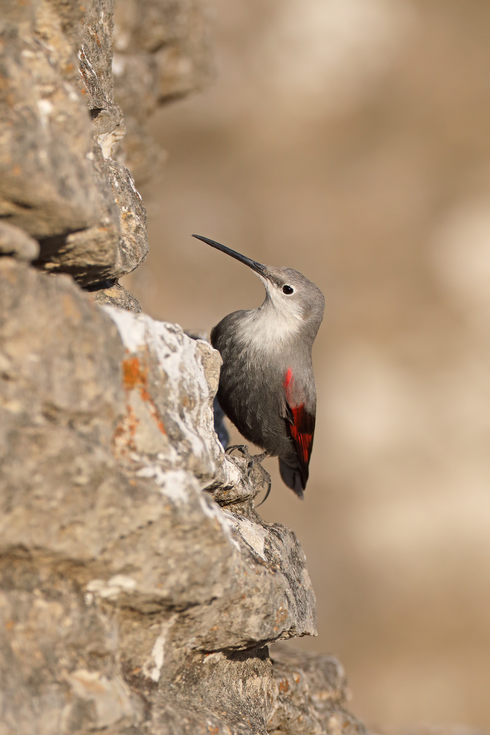wallcreeper