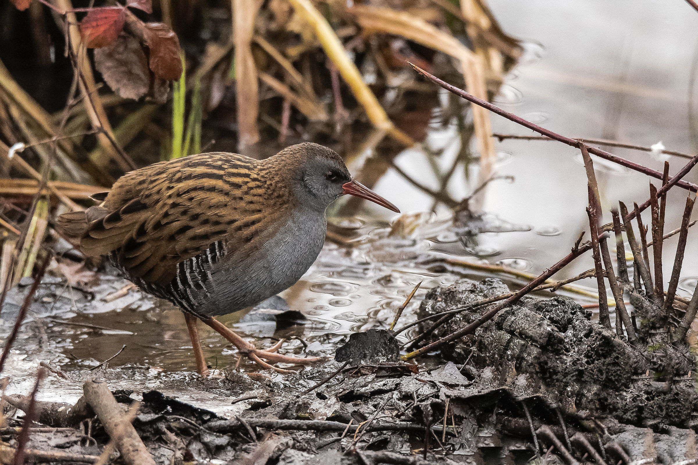 Water Rail