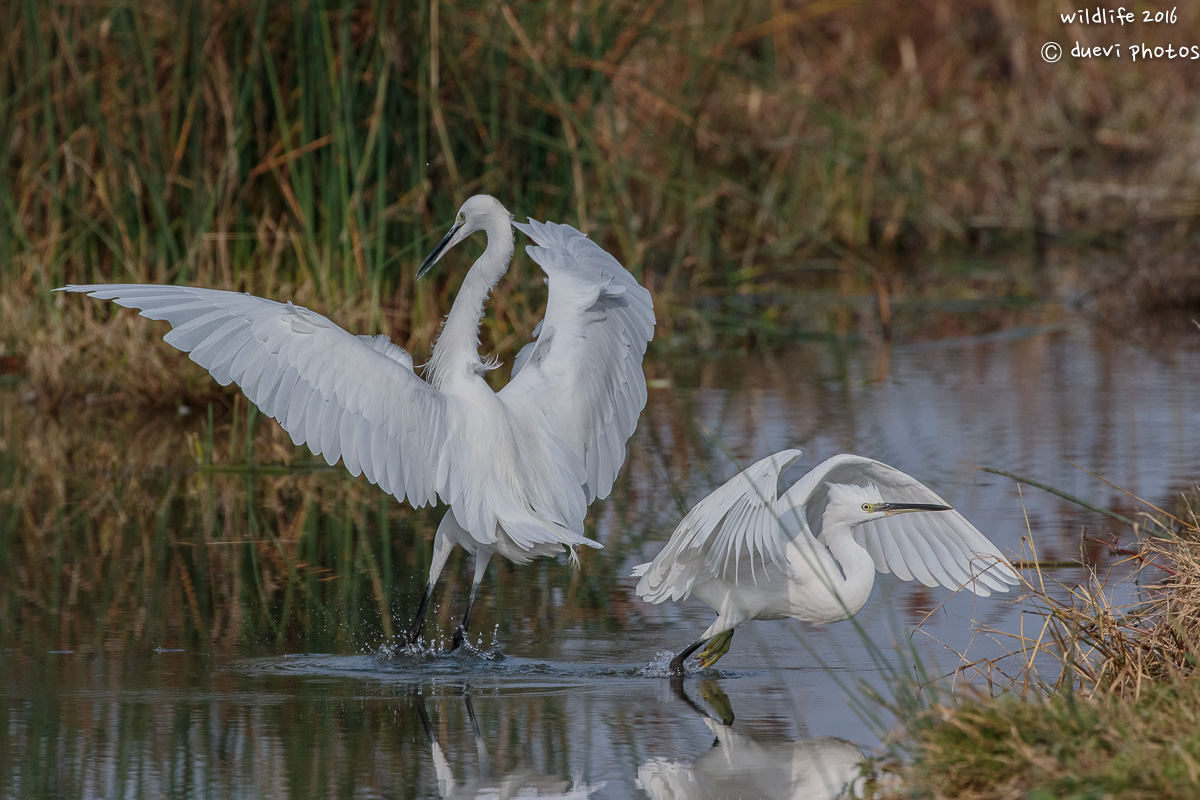 egrets