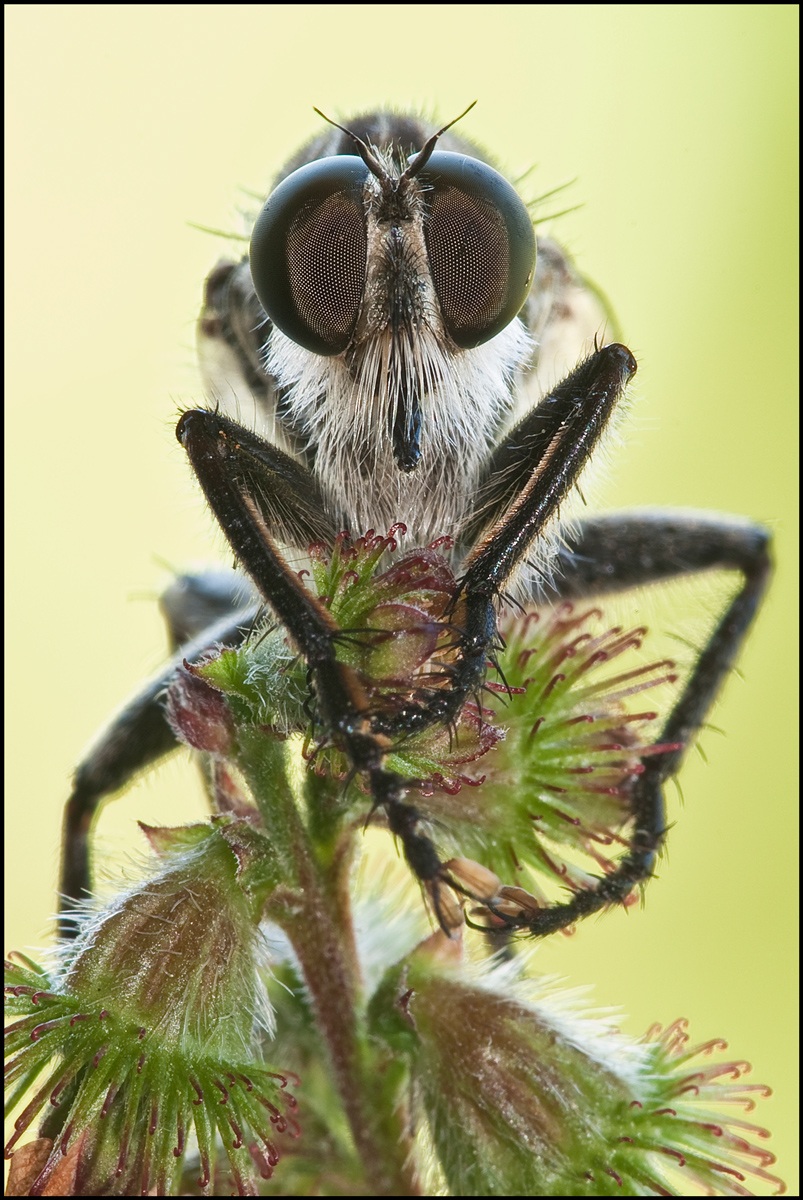 Face to face with the asilide