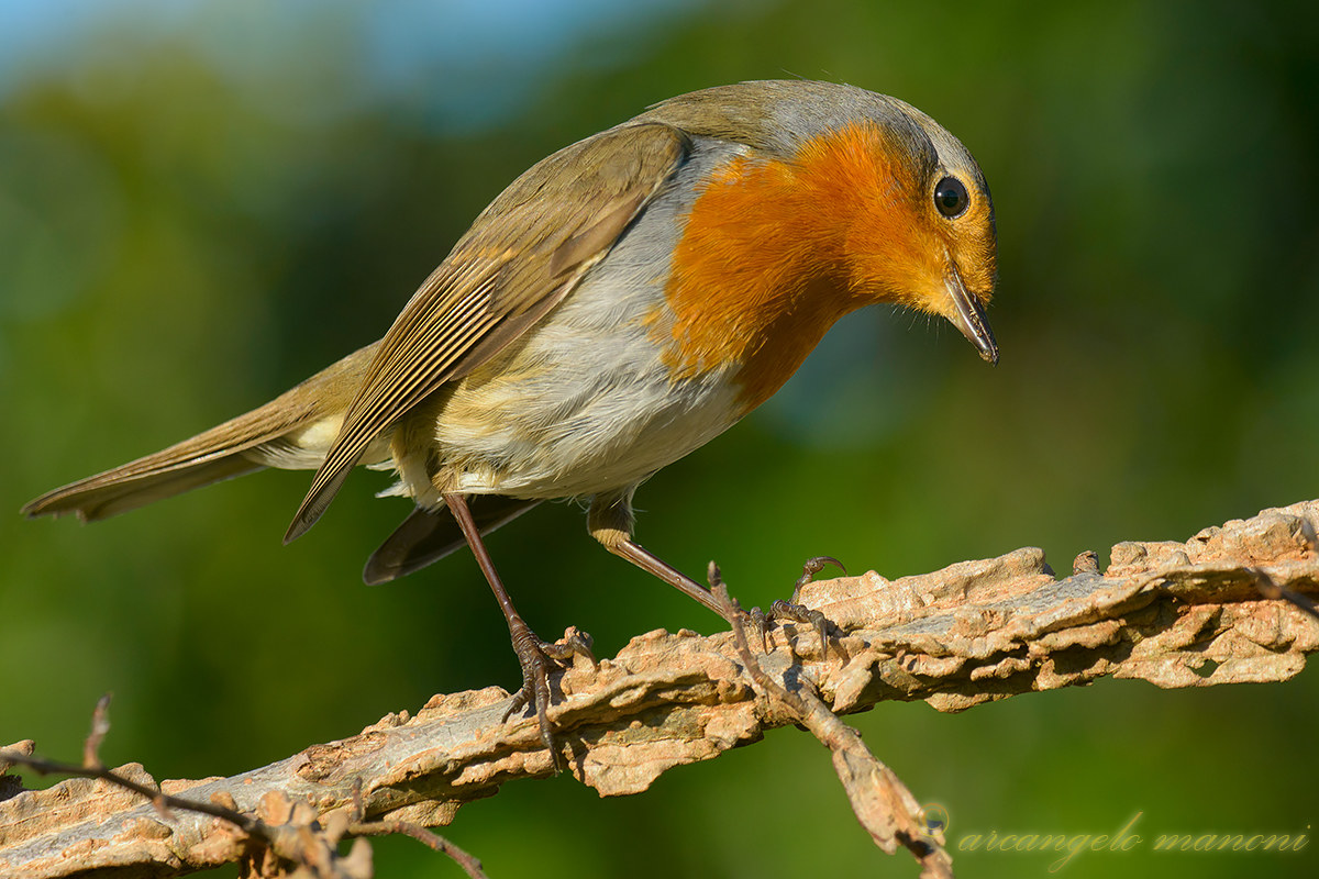 Robin con lo sguardo ''di traverso''