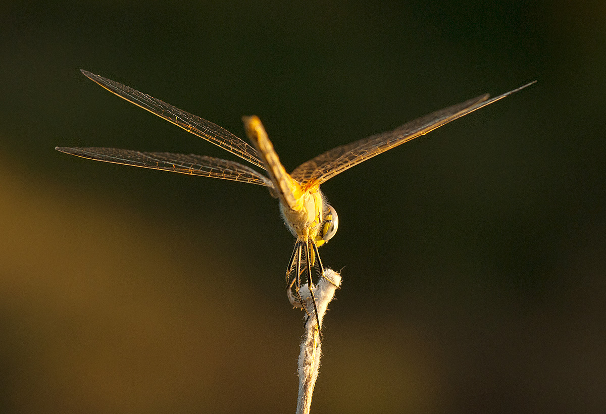 libellula